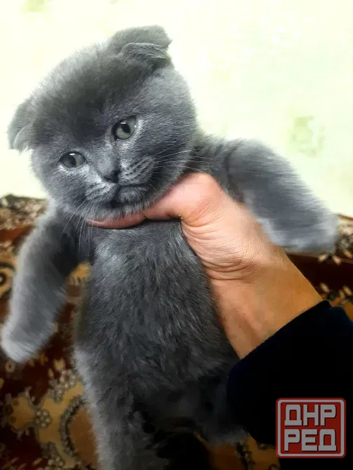 Продаются 4 красивейших Британо-шатладских экслюзивных котенка, срок 3 недели ухоженные чистинькие. Донецк - изображение 3