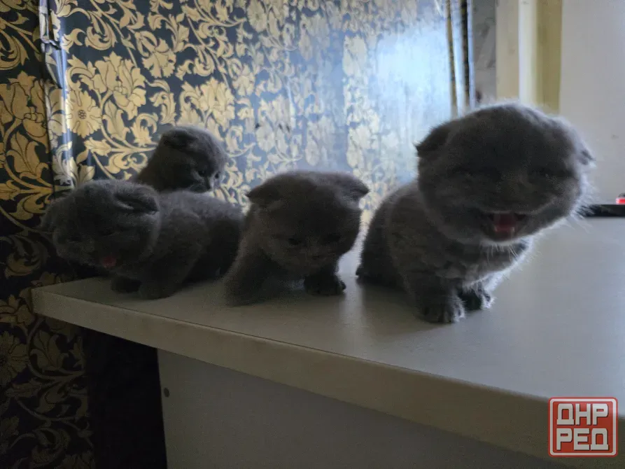 Продаются 4 красивейших Британо-шатладских экслюзивных котенка, срок 3 недели ухоженные чистинькие. Донецк - изображение 2