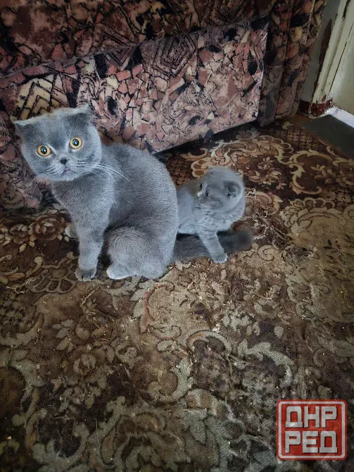 Продаются 4 красивейших Британо-шатладских экслюзивных котенка, срок 3 недели ухоженные чистинькие. Донецк - изображение 4