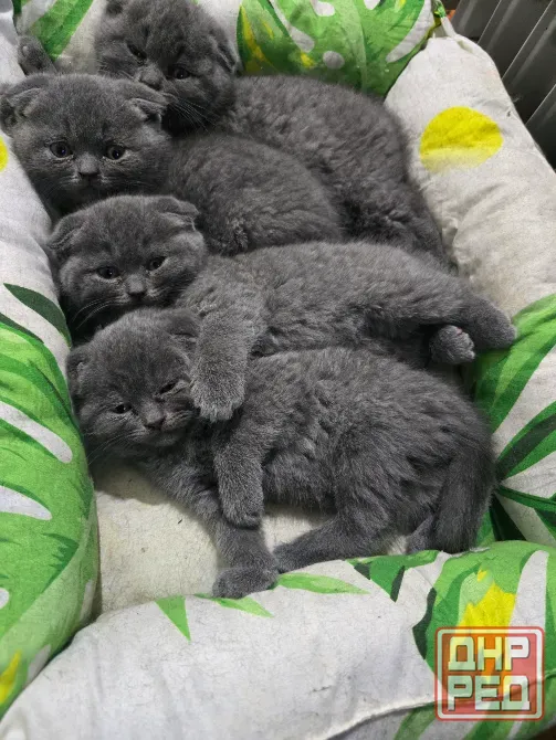 Продаются 4 красивейших Британо-шатладских экслюзивных котенка, срок 3 недели ухоженные чистинькие. Донецк - изображение 3