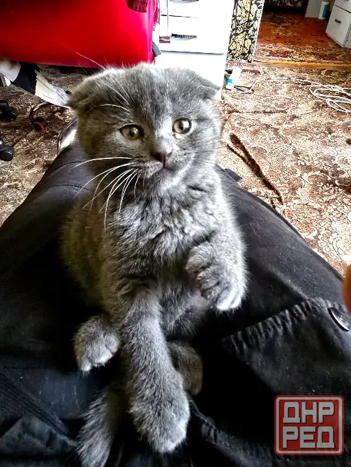 Продаются 4 красивейших Британо-шатладских экслюзивных котенка, срок 3 недели ухоженные чистинькие. Донецк - изображение 2