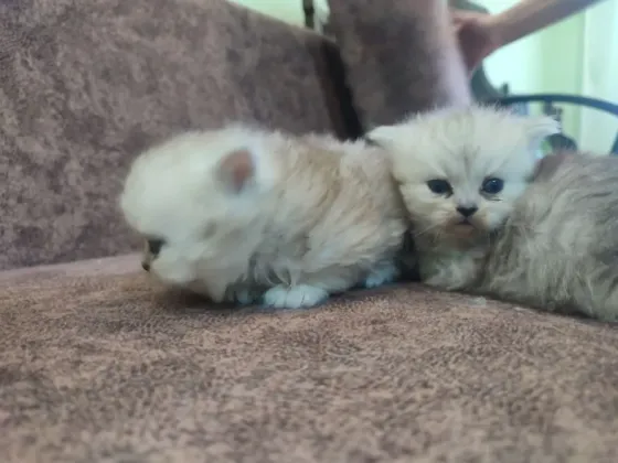 Продам Персидских Котят Луганск