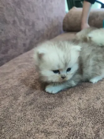 Продам Персидских Котят Луганск