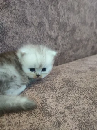 Продам Персидских Котят Луганск