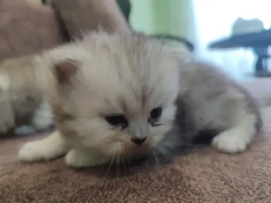 Продам Персидских Котят Луганск