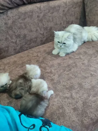 Продам Персидских Котят Луганск