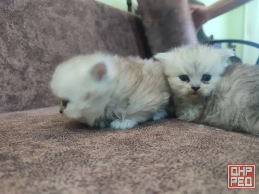 Продам Персидских Котят Луганск - изображение 5