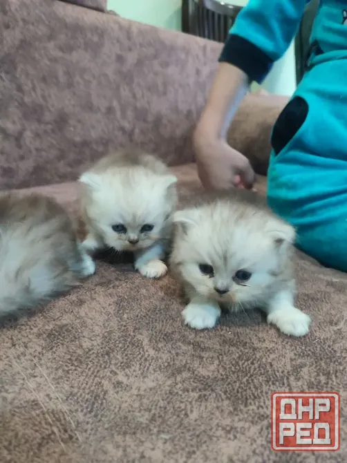 Продам Персидских Котят Луганск - изображение 7