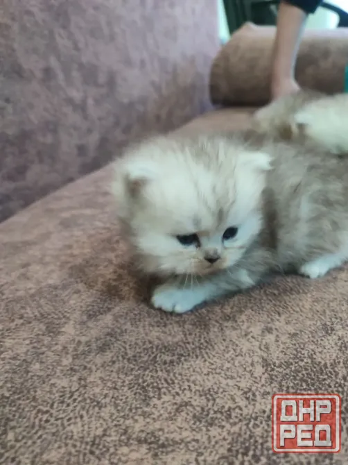 Продам Персидских Котят Луганск - изображение 6