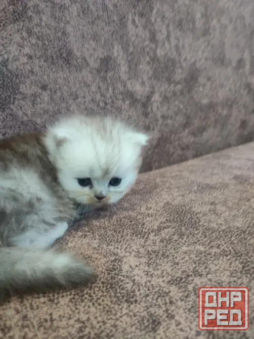 Продам Персидских Котят Луганск - изображение 3