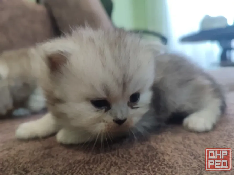 Продам Персидских Котят Луганск - изображение 1