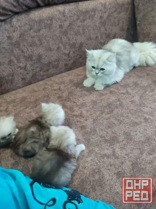 Продам Персидских Котят Луганск - изображение 2