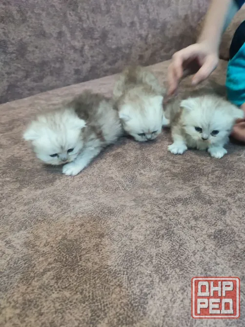 Продам Персидских Котят Луганск - изображение 8