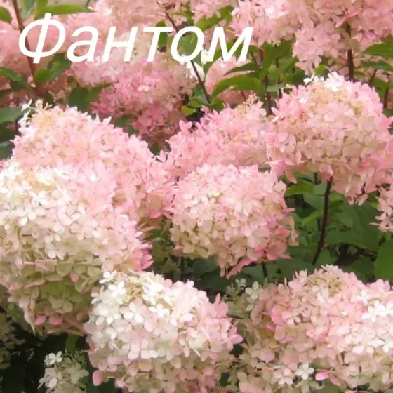 Метельчатые гортензии Донецк