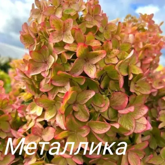 Метельчатые гортензии Донецк