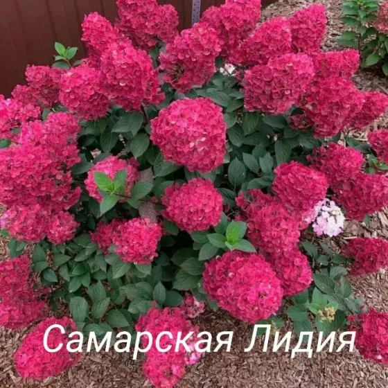 Метельчатые гортензии Донецк