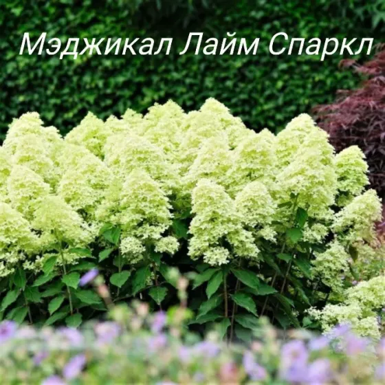 Метельчатые гортензии Донецк
