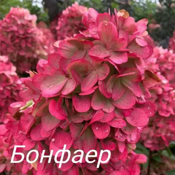 Метельчатые гортензии Донецк