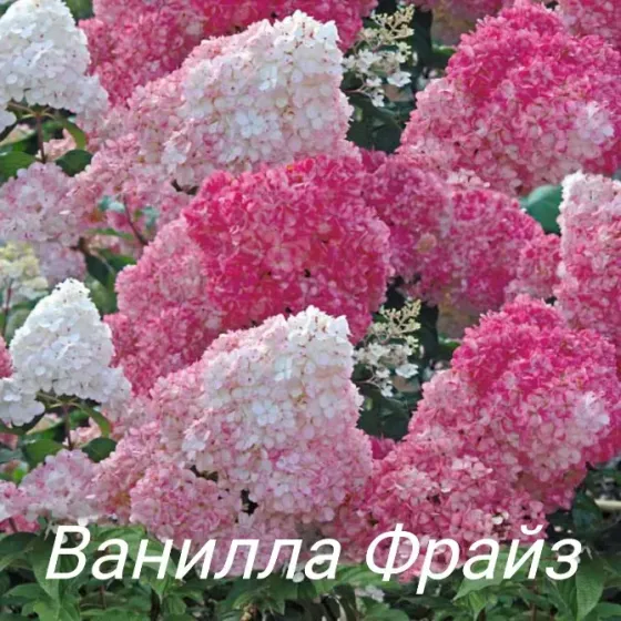 Метельчатые гортензии Донецк