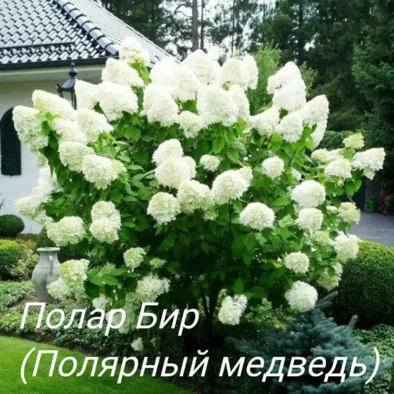 Метельчатые гортензии Донецк