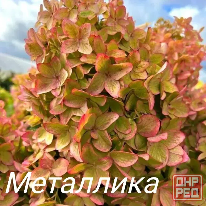 Метельчатые гортензии Донецк - изображение 4