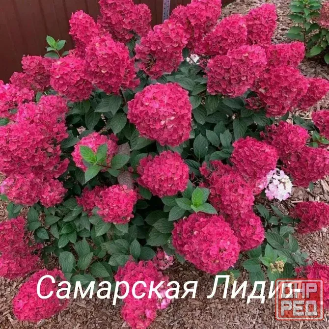 Метельчатые гортензии Донецк - изображение 1