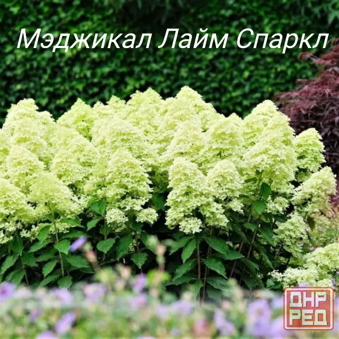 Метельчатые гортензии Донецк - изображение 6