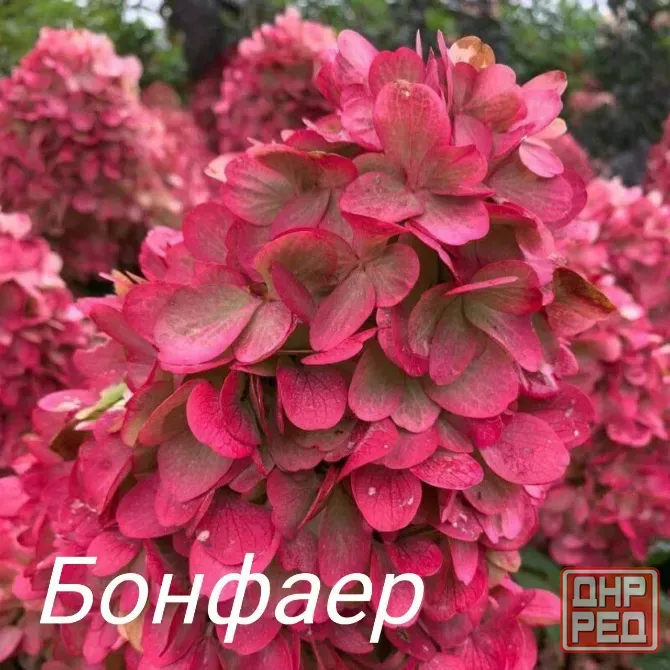 Метельчатые гортензии Донецк - изображение 3
