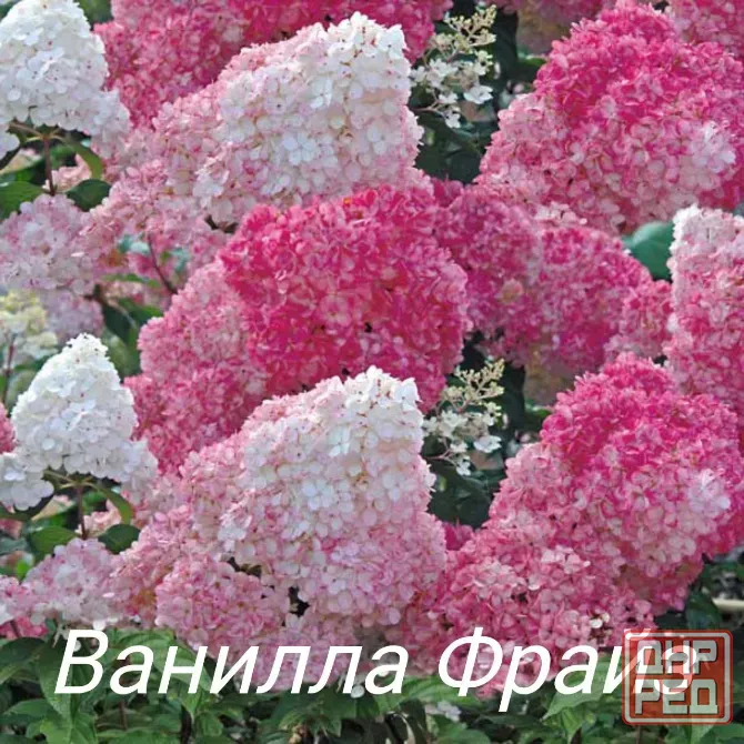 Метельчатые гортензии Донецк - изображение 2