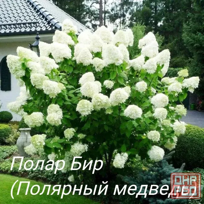 Метельчатые гортензии Донецк - изображение 7