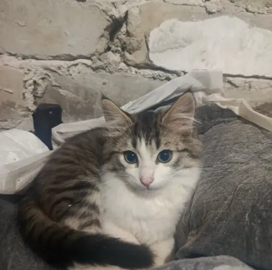 Ищем дом милой кошечке Макеевка
