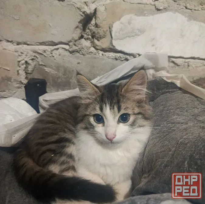Ищем дом милой кошечке Макеевка - изображение 1