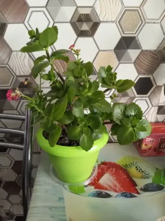 Каланхоэ Макеевка
