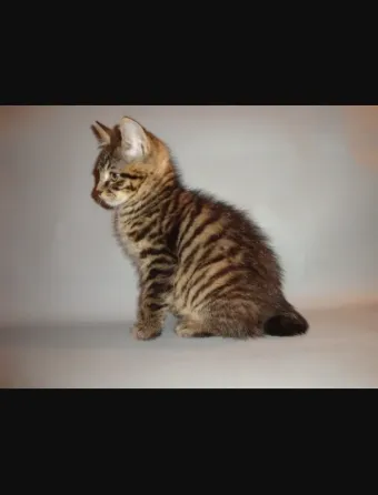 Кошечка бобтейла Мариуполь