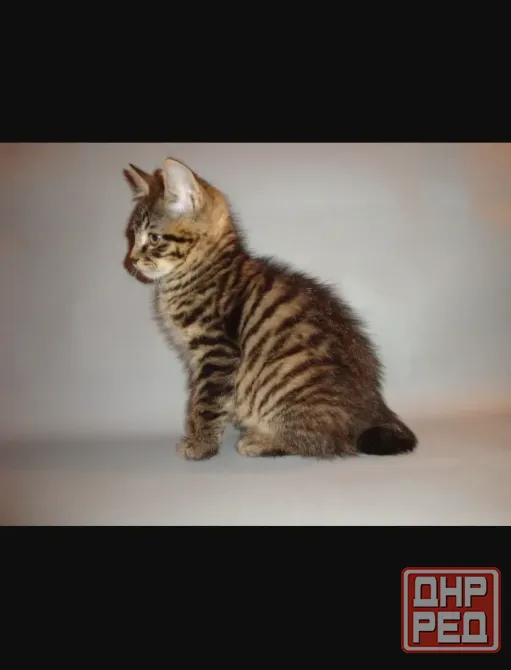 Кошечка бобтейла Мариуполь - изображение 1