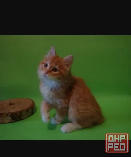 Кошечка бобтейла Мариуполь - изображение 2