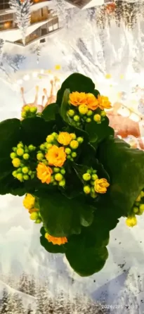 Замиокулькас, антуриум, каланхоэ, каланхое, комнатные цветы. Донецк