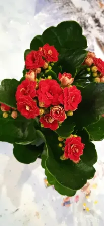 Замиокулькас, антуриум, каланхоэ, каланхое, комнатные цветы. Донецк