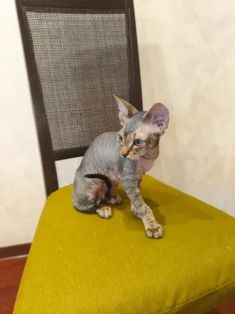 Продаются котята породы канадский сфинкс Донецк