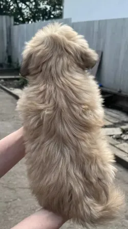 Ши-тцу девочка Донецк
