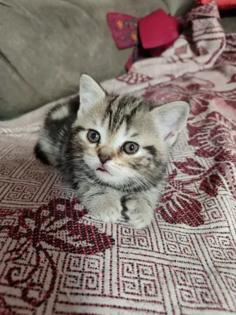 Шотландские котята, мальчик вислоухий, девочка прямоухая Донецк