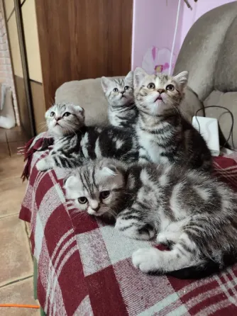 Шотландские котята, мальчик вислоухий, девочка прямоухая Донецк
