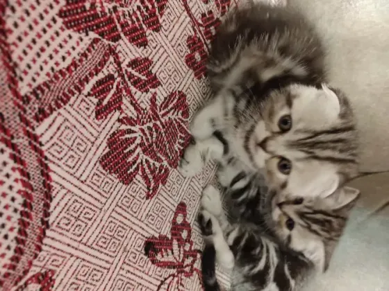Шотландские котята, мальчик вислоухий, девочка прямоухая Донецк
