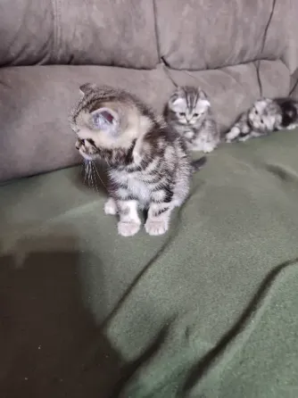 Шотландские котята, мальчик вислоухий, девочка прямоухая Донецк