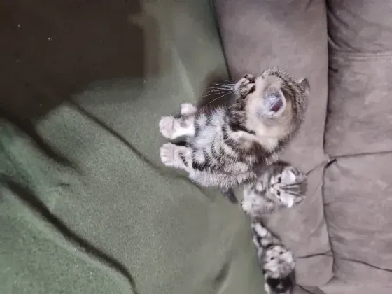 Шотландские котята, мальчик вислоухий, девочка прямоухая Донецк