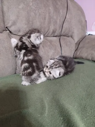 Шотландские котята, мальчик вислоухий, девочка прямоухая Донецк