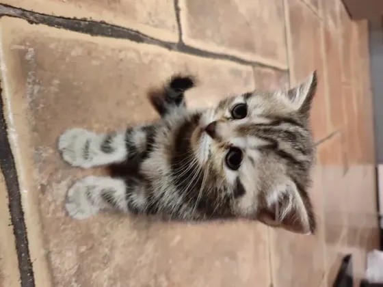 Шотландские котята, мальчик вислоухий, девочка прямоухая Донецк