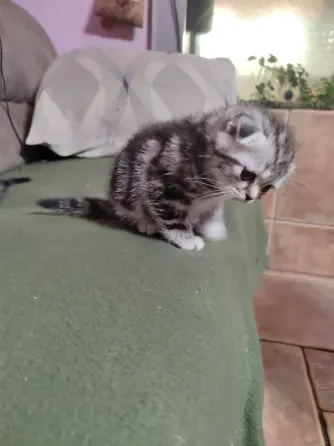 Шотландские котята, мальчик вислоухий, девочка прямоухая Донецк