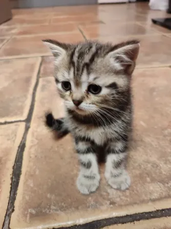 Шотландские котята, мальчик вислоухий, девочка прямоухая Донецк