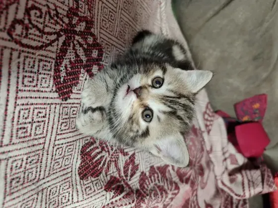 Шотландские котята, мальчик вислоухий, девочка прямоухая Донецк